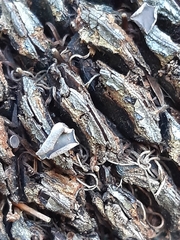 Banksiamyces macrocarpus