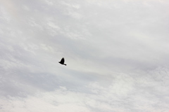 Corvus