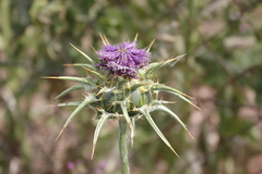 Silybum marianum