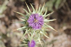 Silybum marianum