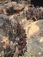 Stapelia cedrimontana