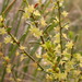 Phyllanthus hirtellus - Photo (c) Donald Hobern, μερικά δικαιώματα διατηρούνται (CC BY)
