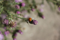 Coccinella septempunctata