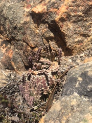Stapelia cedrimontana