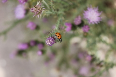Coccinella septempunctata