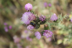 Heliotaurus ruficollis