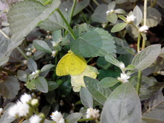 Eurema hecabe