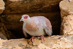 Columba guinea