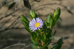 Olearia rudis