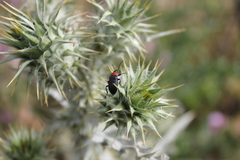 Heliotaurus ruficollis