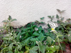 Castalius rosimon