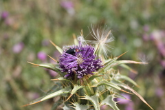 Heliotaurus ruficollis