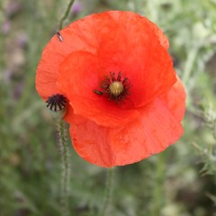 Papaver rhoeas