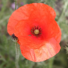 Papaver rhoeas