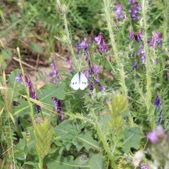 Pieris rapae