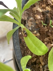 Forficula smyrnensis