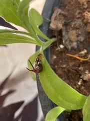 Forficula smyrnensis