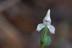 Disperis macowanii