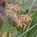 Lomandra multiflora - Photo (c) Boobook48, algunos derechos reservados (CC BY-NC-SA)