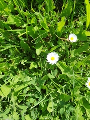 Bellis perennis