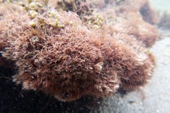 Melanthalia