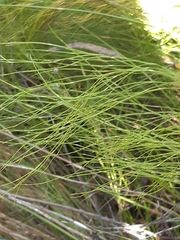 Baloskion tetraphyllum