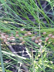 Baloskion tetraphyllum