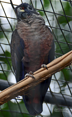 Pionus fuscus