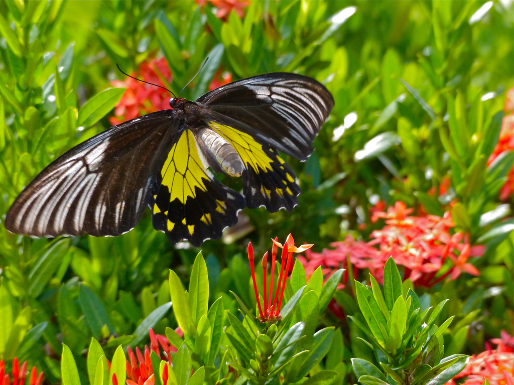 Malay Birdwing