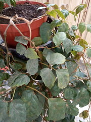 Cissus rhombifolia