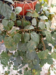 Cissus rhombifolia