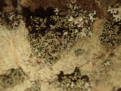 Heterodermia lutescens