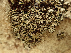 Heterodermia lutescens
