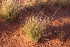 Aristida holathera