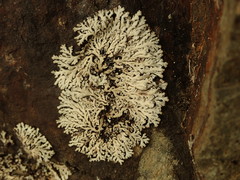 Heterodermia lutescens