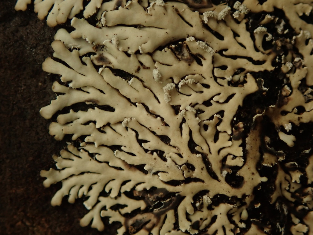 Heterodermia lutescens