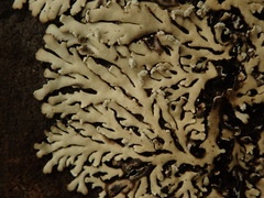 Heterodermia lutescens