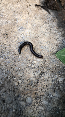 Cylindroiulus caeruleocinctus