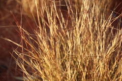 Aristida holathera