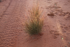Aristida holathera