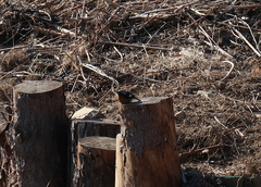 Phoenicurus auroreus