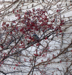 Hypsipetes amaurotis