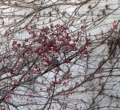 Hypsipetes amaurotis