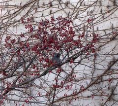 Hypsipetes amaurotis