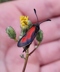 Zygaena punctum
