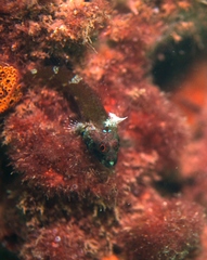 Helcogramma decurrens