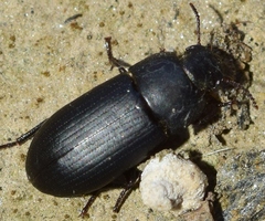 Opatroides punctulatus