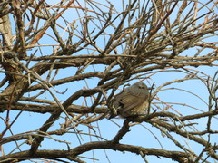 Hypsipetes amaurotis