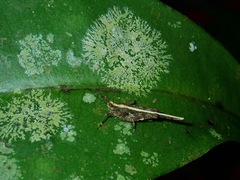 Pseudoparatettix lineatus