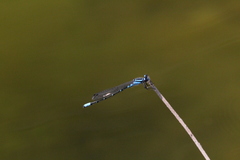 Enallagma geminatum